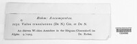 Image of Leucostoma translucens